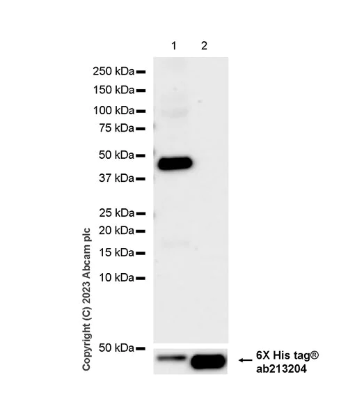 Western blot - Anti-NDRG2 antibody [EPR11910] - BSA and Azide free (AB240181)