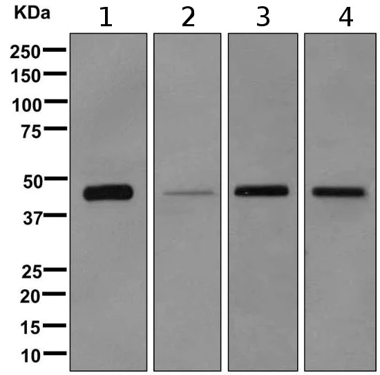 Western blot - Anti-NDRG2 antibody [EPR11911(B)] - BSA and Azide free (AB249521)