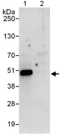 Immunoprecipitation - Anti-NDRG3 antibody - C-terminal (AB176695)