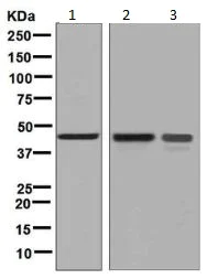 Western blot - Anti-NDRG3 antibody [EPR9010(B)] (AB131266)