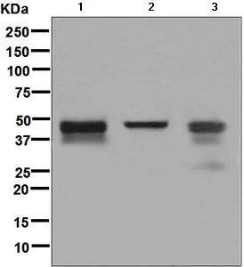 Western blot - Anti-NDRG3 antibody [EPR9011(B)] (AB133715)