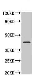 Western blot - Anti-NDRG4 antibody (AB237052)