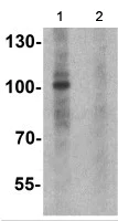 Western blot - Anti-NDST2 antibody - N-terminal (AB191613)