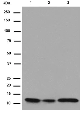 Western blot - Anti-NDUAB antibody [EPR15251] (AB183707)