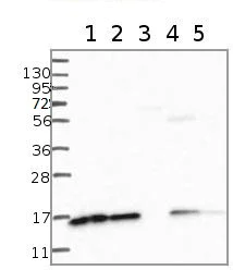Western blot - Anti-NDUF3 antibody (AB122270)