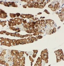 Immunohistochemistry (Formalin/PFA-fixed paraffin-embedded sections) - Anti-NDUFA1 antibody (AB131423)