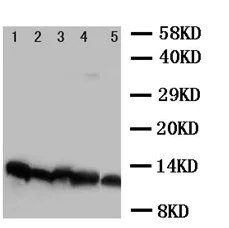 Western blot - Anti-NDUFA1 antibody (AB131423)