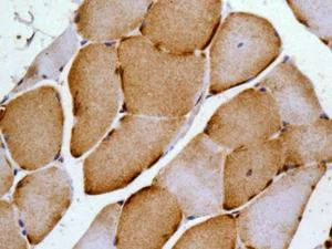 Immunohistochemistry (Formalin/PFA-fixed paraffin-embedded sections) - Anti-NDUFA1 antibody [EPR12083] - BSA and Azide free (AB249923)
