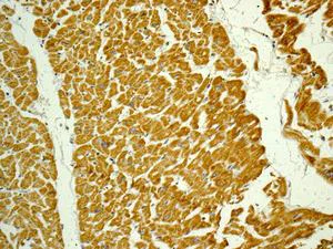 Immunohistochemistry (Formalin/PFA-fixed paraffin-embedded sections) - Anti-NDUFA1 antibody [EPR12083] - BSA and Azide free (AB249923)