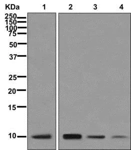 Western blot - Anti-NDUFA1 antibody [EPR12083] - BSA and Azide free (AB249923)