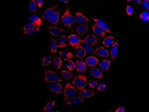 Immunocytochemistry/ Immunofluorescence - Anti-NDUFA10 antibody [EPR12135] (AB174829)