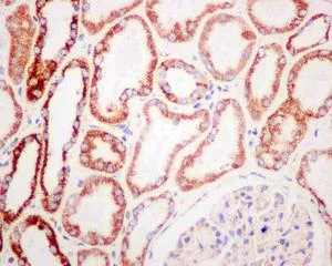 Immunohistochemistry (Formalin/PFA-fixed paraffin-embedded sections) - Anti-NDUFA10 antibody [EPR12135] (AB174829)