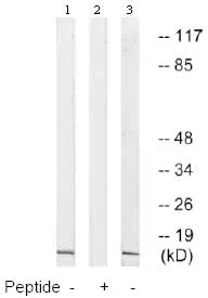 Western blot - Anti-NDUFA4 antibody (AB129752)