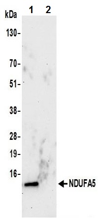 Immunoprecipitation - Anti-NDUFA5 antibody (AB241492)