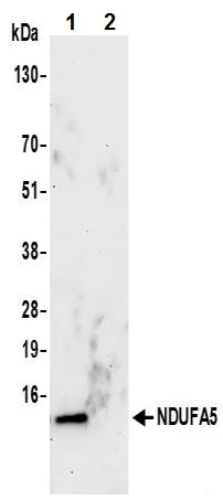 Immunoprecipitation - Anti-NDUFA5 antibody (AB241492)