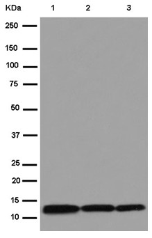 Western blot - Anti-NDUFA5 antibody [EPR15330] (AB183706), expandable thumbnail