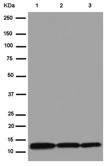 Western blot - Anti-NDUFA5 antibody [EPR15330] - BSA and Azide free (AB250683)