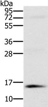 Western blot - Anti-NDUFA6 antibody (AB198242), expandable thumbnail