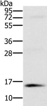 Western blot - Anti-NDUFA6 antibody (AB198242)