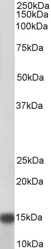Western blot - Anti-NDUFA7 antibody (AB140871)