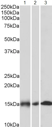 Western blot - Anti-NDUFA7 antibody (AB140871)
