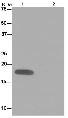 Immunoprecipitation - Anti-NDUFA8 antibody [EPR15303] (AB184952)