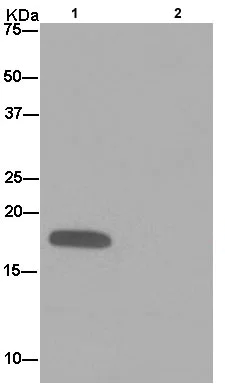 Immunoprecipitation - Anti-NDUFA8 antibody [EPR15303] (AB184952)