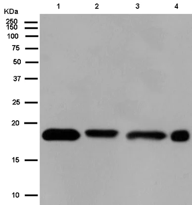 Western blot - Anti-NDUFA8 antibody [EPR15303] - BSA and Azide free (AB250789)