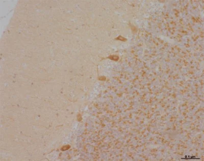 Immunohistochemistry (Formalin/PFA-fixed paraffin-embedded sections) - Anti-NDUFA9 antibody [20C11B11B11] (AB14713)