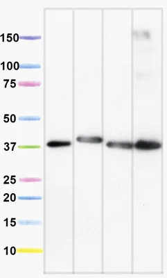 Western blot - Anti-NDUFA9 antibody [20C11B11B11] (AB14713)