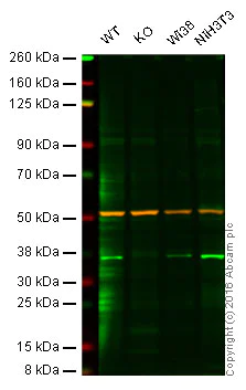 Western blot - Anti-NDUFA9 antibody [20C11B11B11] (AB14713)