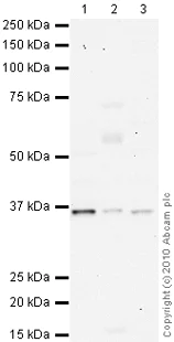 Western blot - Anti-NDUFA9 antibody [20C11B11B11] (AB14713)