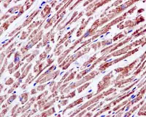 Immunohistochemistry (Formalin/PFA-fixed paraffin-embedded sections) - Anti-NDUFAB1 antibody [EPR6725] - BSA and Azide free (AB250289)