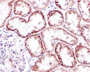 Immunohistochemistry (Formalin/PFA-fixed paraffin-embedded sections) - Anti-NDUFAB1 antibody [EPR6725] - BSA and Azide free (AB250289)