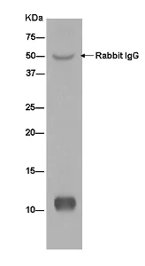 Immunoprecipitation - Anti-NDUFAB1 antibody [EPR6725] - BSA and Azide free (AB250289)