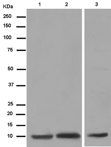 Western blot - Anti-NDUFAB1 antibody [EPR6725] - BSA and Azide free (AB250289)