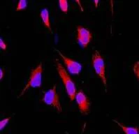 Immunocytochemistry/ Immunofluorescence - Anti-NDUFAF1 antibody [EPR2795] - BSA and Azide free (AB247556)