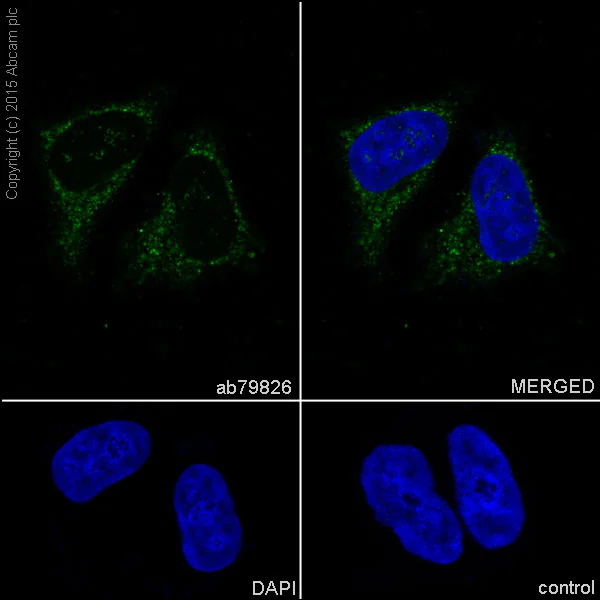 Immunocytochemistry/ Immunofluorescence - Anti-NDUFAF1 antibody [EPR2796] - BSA and Azide free (AB247510)