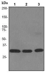 Western blot - Anti-NDUFAF1 antibody [EPR2796] - BSA and Azide free (AB247510)