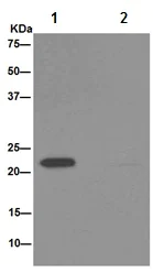 Immunoprecipitation - Anti-NDUFAF4 antibody [EPR15931] - BSA and Azide free (AB251070)