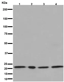 Western blot - Anti-NDUFAF4 antibody [EPR15931] - BSA and Azide free (AB251070)