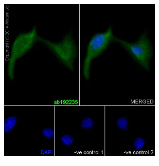 Immunocytochemistry/ Immunofluorescence - Anti-NDUFAF5 antibody [EPR15870] - BSA and Azide free (AB240971)