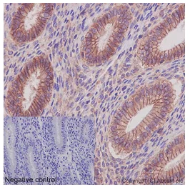 Immunohistochemistry (Formalin/PFA-fixed paraffin-embedded sections) - Anti-NDUFAF5 antibody [EPR15870] - BSA and Azide free (AB240971)