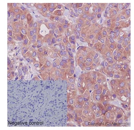 Immunohistochemistry (Formalin/PFA-fixed paraffin-embedded sections) - Anti-NDUFAF5 antibody [EPR15870] - BSA and Azide free (AB240971)