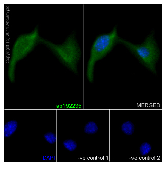 Immunocytochemistry/ Immunofluorescence - Anti-NDUFAF5 antibody [EPR15870] - C-terminal (AB192235), expandable thumbnail