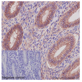 Immunohistochemistry (Formalin/PFA-fixed paraffin-embedded sections) - Anti-NDUFAF5 antibody [EPR15870] - C-terminal (AB192235), expandable thumbnail
