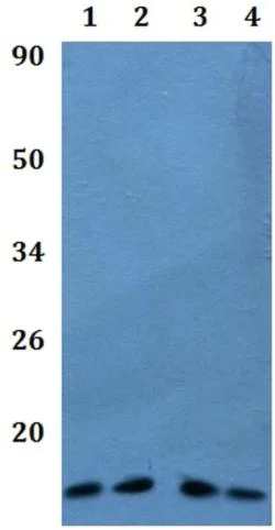 Western blot - Anti-NDUFB1 antibody (AB201302)