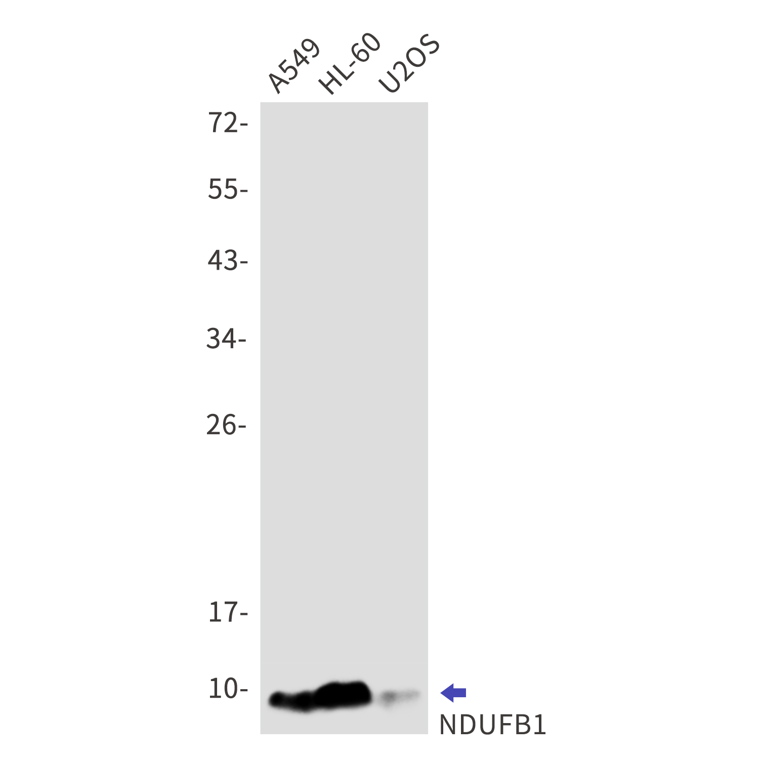 Western blot - Anti-NDUFB1 Antibody [S04-4H3] (AB317412), expandable thumbnail
