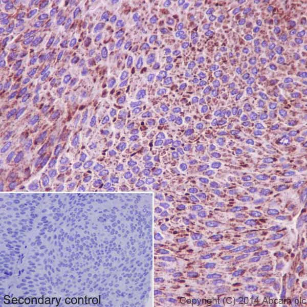 Immunohistochemistry (Formalin/PFA-fixed paraffin-embedded sections) - Anti-NDUFB10 antibody [EPR16230-47] (AB196019)