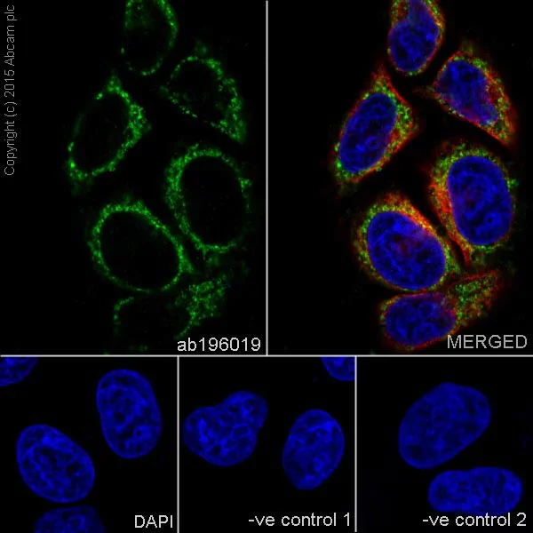 Immunocytochemistry/ Immunofluorescence - Anti-NDUFB10 antibody [EPR16230-47] - BSA and Azide free (AB251216)